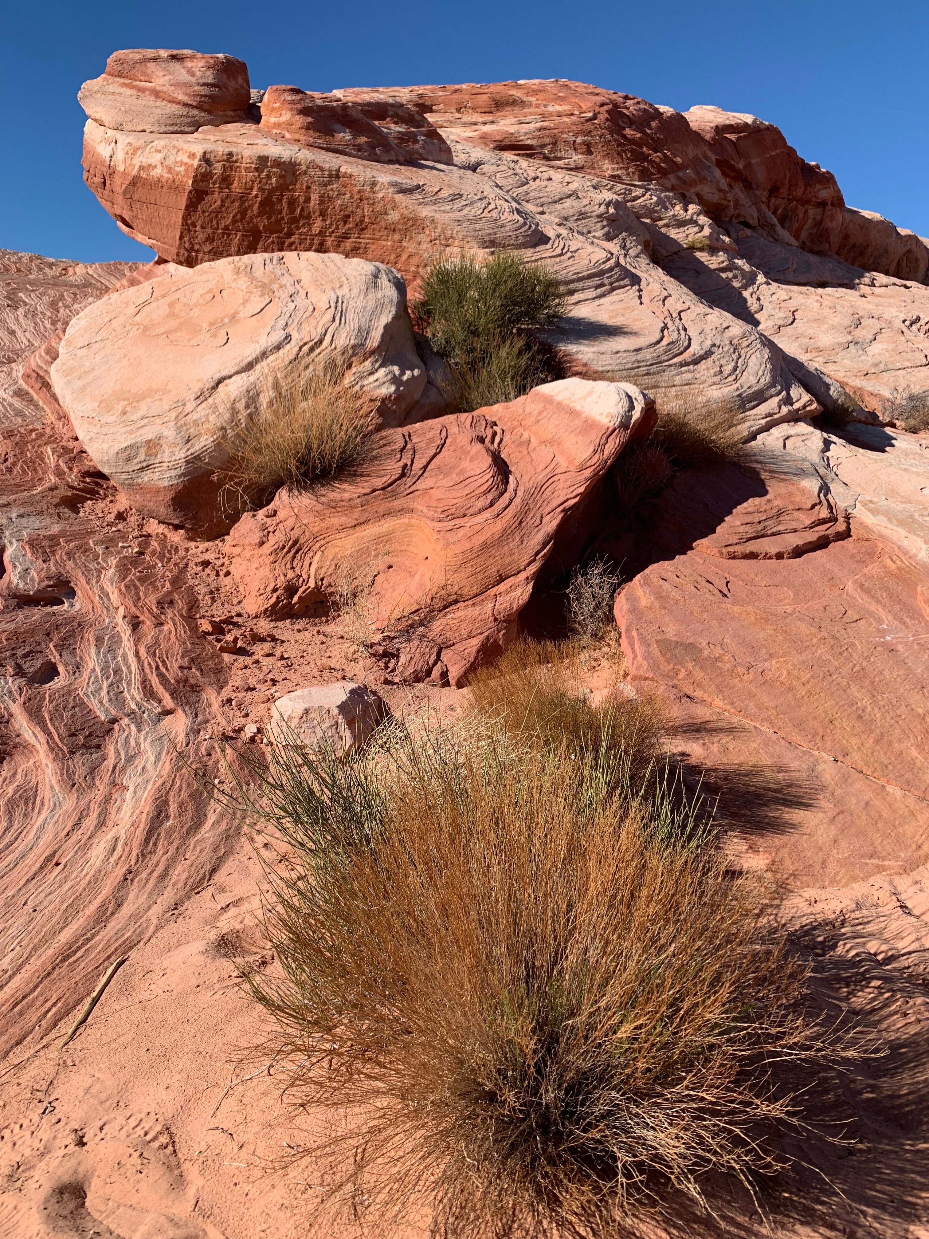 Nevada